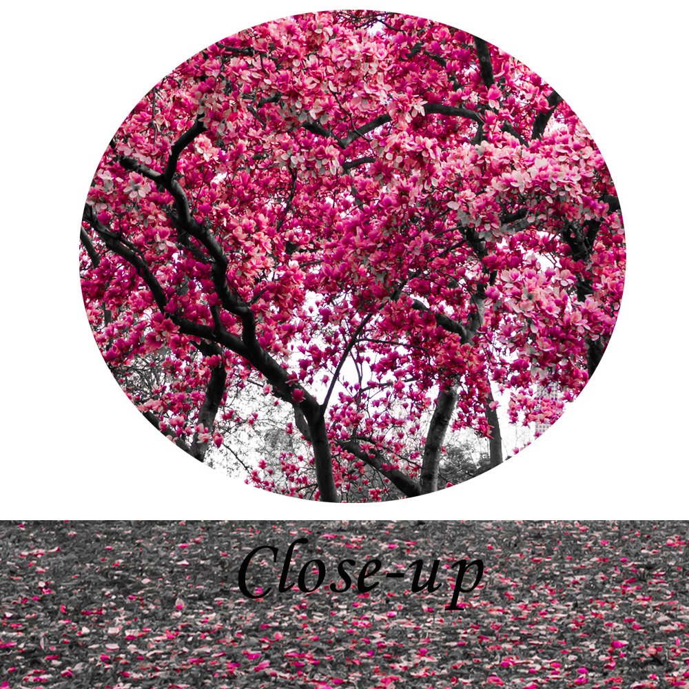 KREATIVE ARTS Large Wall Art Painting Contemporary Pink Tree In Black And White Fall Landscape Picture Modern Giclee Stretched And Framed Artwork for Office Living Room Decoration